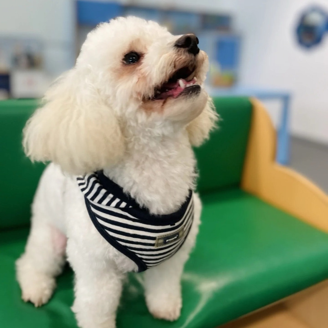 Um Dia Especial no Colégio Oriente com o Beni, o Cachorrinho! 🐶